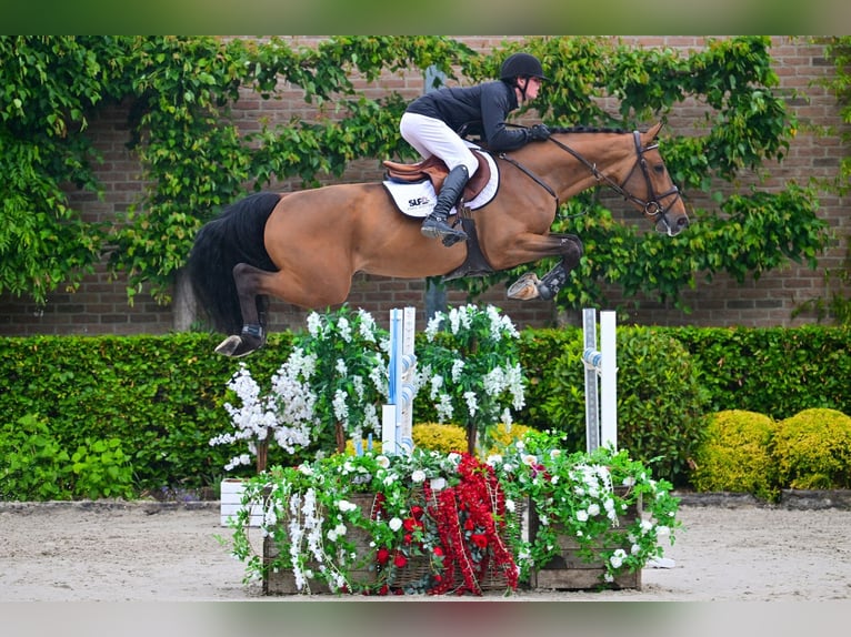 BWP (cheval de sang belge) Hongre 5 Ans 169 cm Noir in Bladel