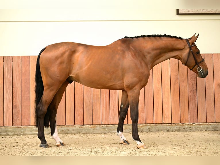 BWP (cheval de sang belge) Hongre 5 Ans 169 cm Noir in Bladel