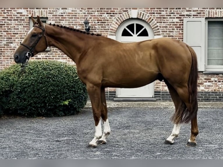 BWP (cheval de sang belge) Hongre 5 Ans 170 cm Bai brun in Wijchmaal
