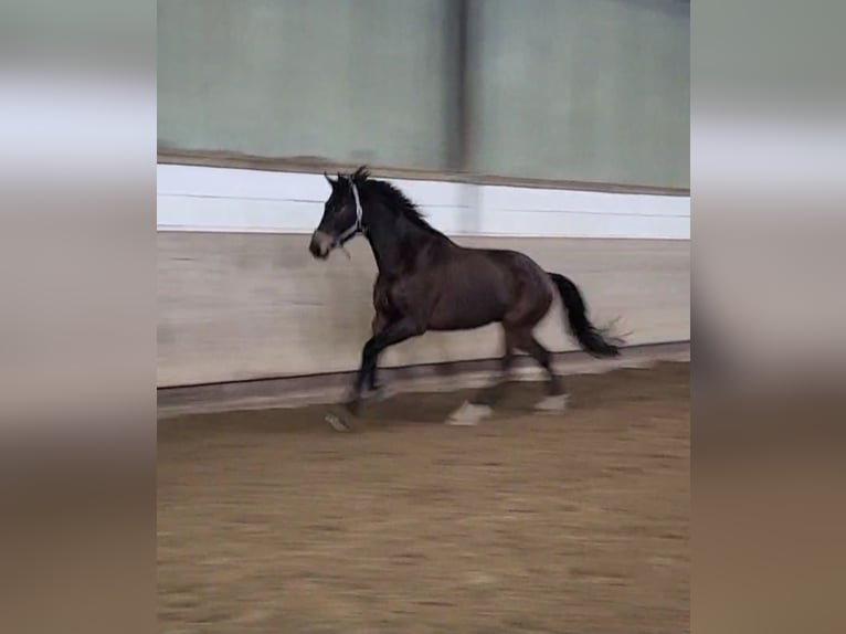 BWP (cheval de sang belge) Hongre 5 Ans 170 cm Bai in Hammersbach