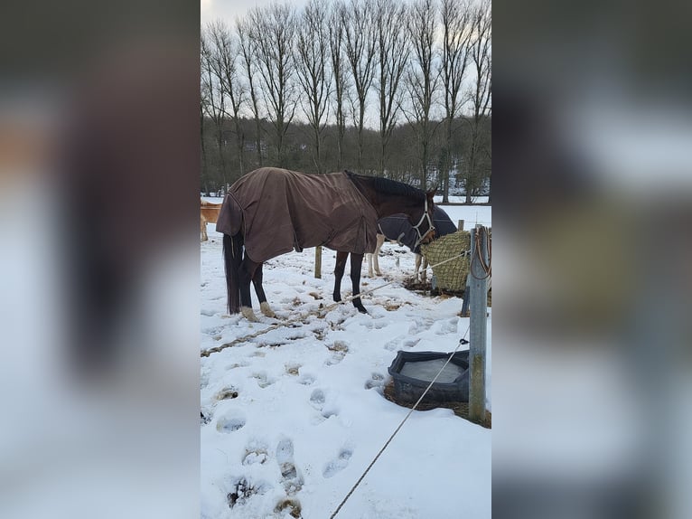 BWP (cheval de sang belge) Hongre 5 Ans 170 cm Bai in Hammersbach