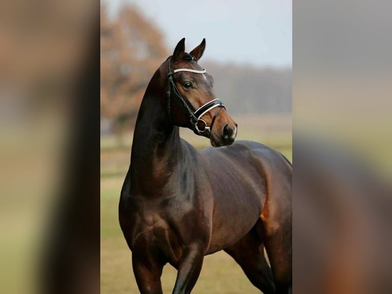 BWP (cheval de sang belge) Hongre 5 Ans 170 cm Bai in Helmond