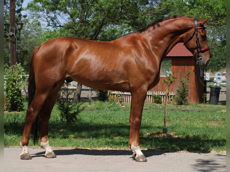 BWP (cheval de sang belge) Hongre 5 Ans 172 cm Alezan in Orosháza