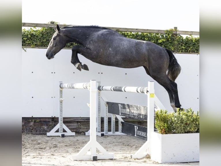 BWP (cheval de sang belge) Hongre 5 Ans 172 cm Gris pommelé in Simonsfeld