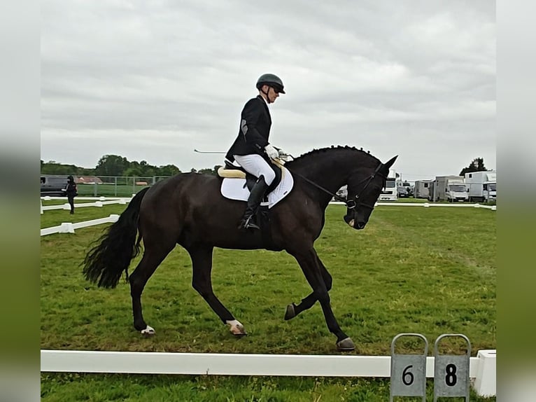 BWP (cheval de sang belge) Hongre 5 Ans 173 cm Noir in Peer