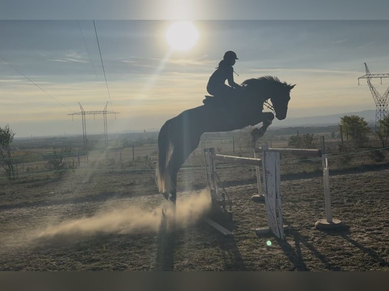 BWP (cheval de sang belge) Hongre 5 Ans 175 cm Bai cerise in Cs&#xF6;m&#xF6;r