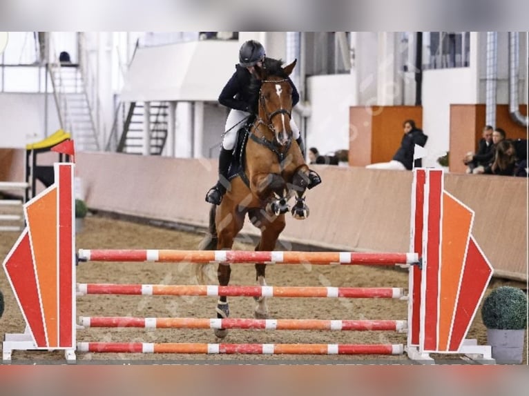 BWP (cheval de sang belge) Hongre 5 Ans 175 cm Bai cerise in Cs&#xF6;m&#xF6;r