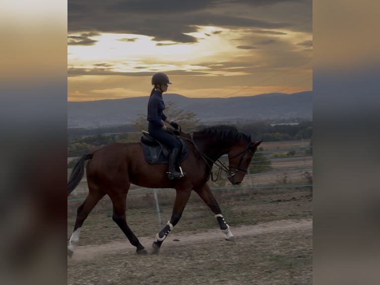 BWP (cheval de sang belge) Hongre 5 Ans 175 cm Bai cerise in Csömör BWP (cheval de sang belge) Hongre 5 Ans 175 cm Bai cerise in Csömör