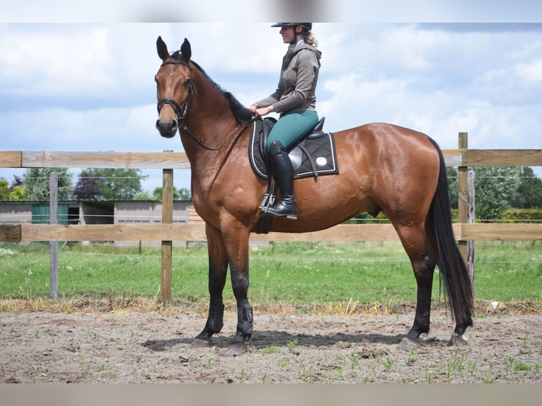 BWP (cheval de sang belge) Hongre 5 Ans 175 cm Bai in Achtmaal
