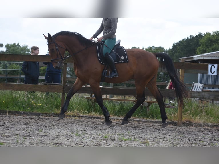 BWP (cheval de sang belge) Hongre 5 Ans 175 cm Bai in Achtmaal
