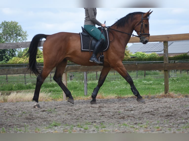 BWP (cheval de sang belge) Hongre 5 Ans 175 cm Bai in Achtmaal