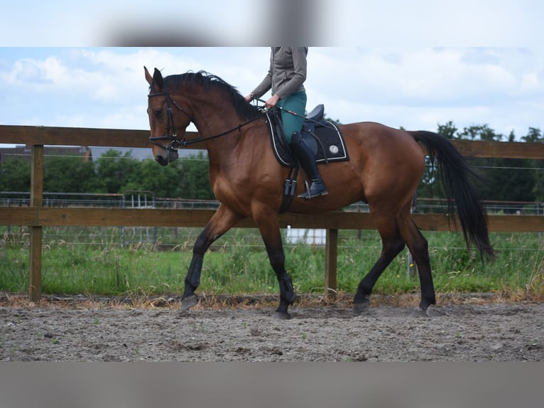 BWP (cheval de sang belge) Hongre 5 Ans 175 cm Bai in Achtmaal