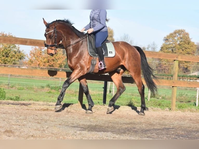 BWP (cheval de sang belge) Hongre 5 Ans 175 cm Bai in Achtmaal