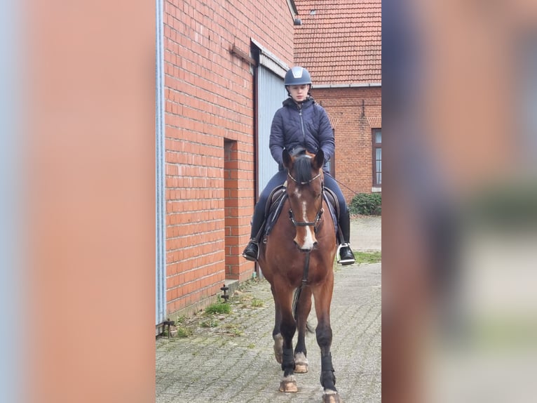 BWP (cheval de sang belge) Hongre 6 Ans 163 cm Bai in Oppuurs