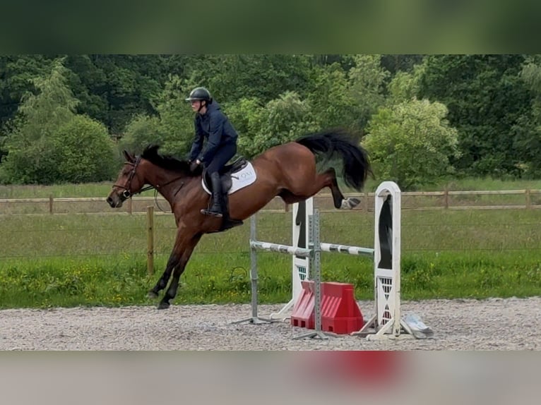 BWP (cheval de sang belge) Hongre 6 Ans 164 cm Bai in Houthalen-Helchteren