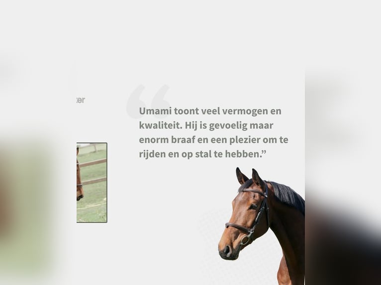 BWP (cheval de sang belge) Hongre 6 Ans 164 cm Bai in Houthalen-Helchteren