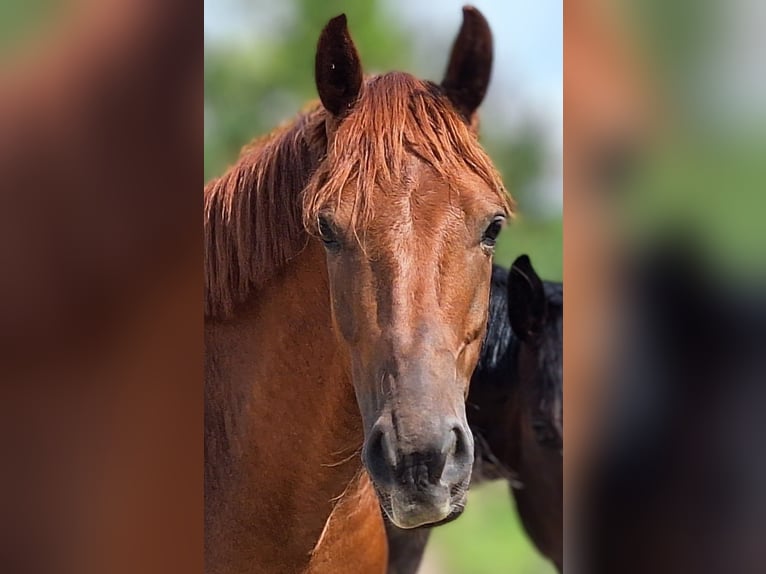 BWP (cheval de sang belge) Hongre 6 Ans 165 cm Alezan brûlé in Mainz