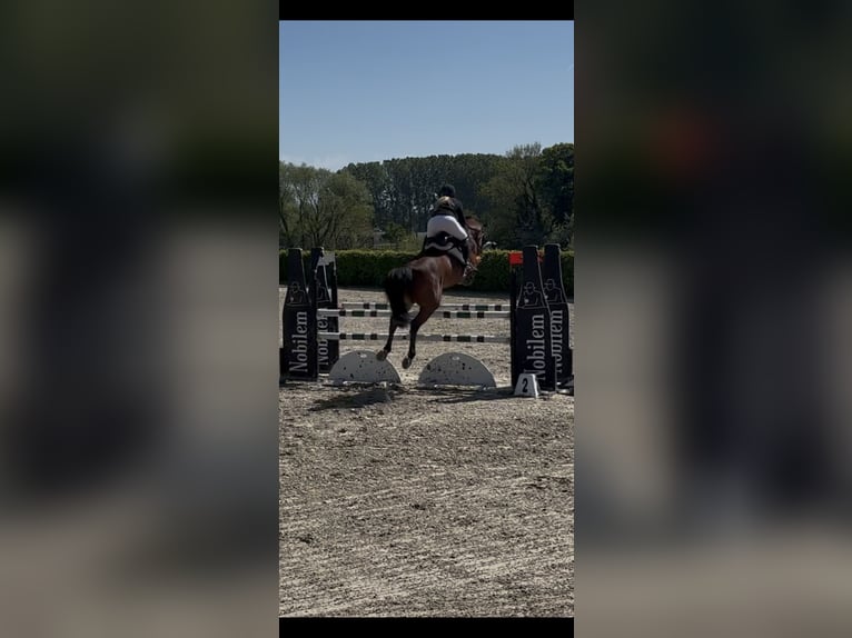 BWP (cheval de sang belge) Hongre 6 Ans 165 cm Bai in Horebeke