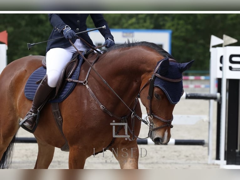 BWP (cheval de sang belge) Hongre 6 Ans 165 cm Bai in Horebeke
