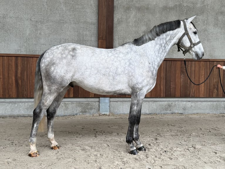 BWP (cheval de sang belge) Hongre 6 Ans 167 cm Gris in Sint-Truiden