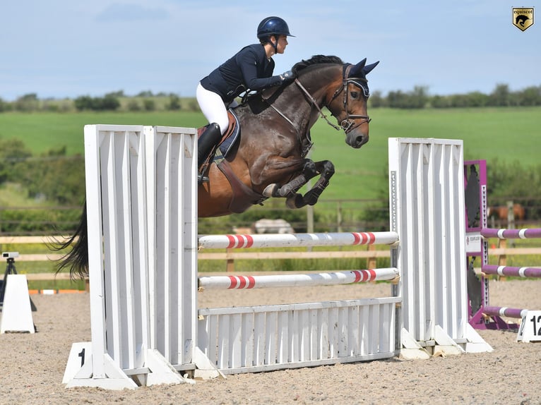 BWP (cheval de sang belge) Hongre 6 Ans 170 cm Bai brun in Glasgow