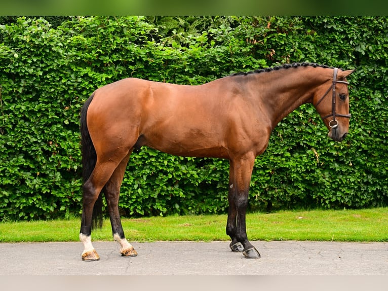 BWP (cheval de sang belge) Hongre 6 Ans 170 cm Bai in Bladel
