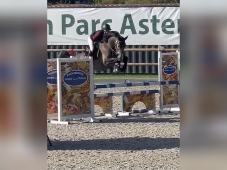 BWP (cheval de sang belge) Hongre 6 Ans 170 cm Gris in Kasterlee