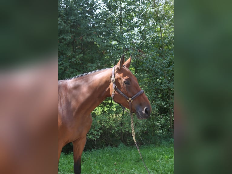 BWP (cheval de sang belge) Hongre 6 Ans 171 cm Bai in Erharting