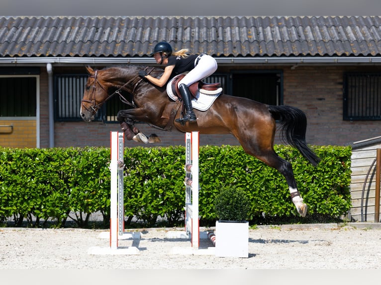 BWP (cheval de sang belge) Hongre 6 Ans 172 cm Bai in Waddinxveen