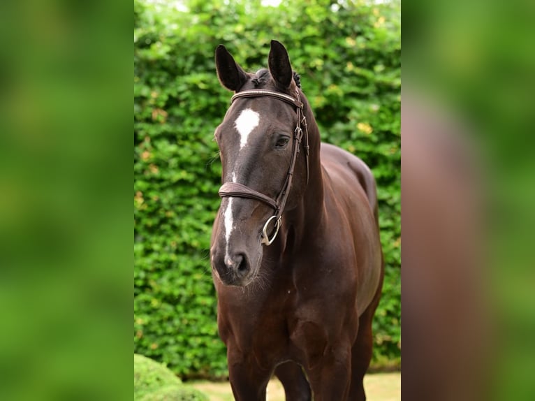 BWP (cheval de sang belge) Hongre 6 Ans 173 cm Bai brun foncé in Bladel