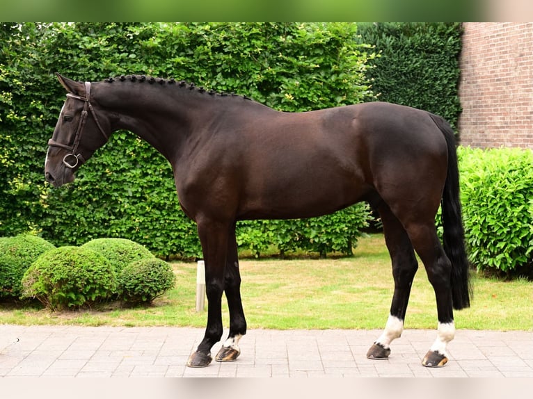 BWP (cheval de sang belge) Hongre 6 Ans 173 cm Bai brun foncé in Bladel