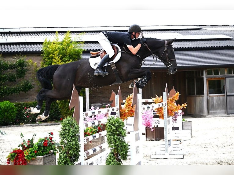 BWP (cheval de sang belge) Hongre 6 Ans 173 cm Bai brun foncé in Bladel