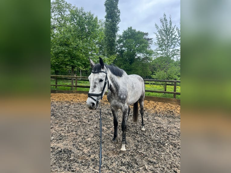 BWP (cheval de sang belge) Hongre 6 Ans 173 cm Gris in Putte