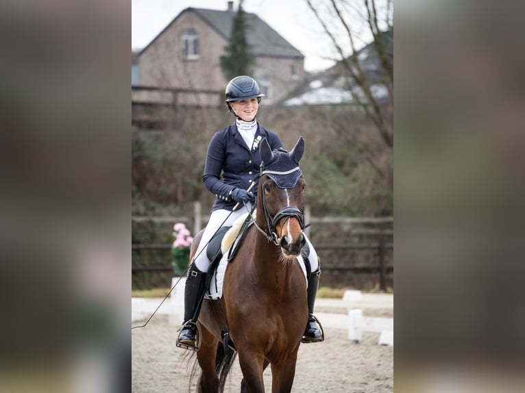 BWP (cheval de sang belge) Hongre 6 Ans 174 cm Bai in Bilzen