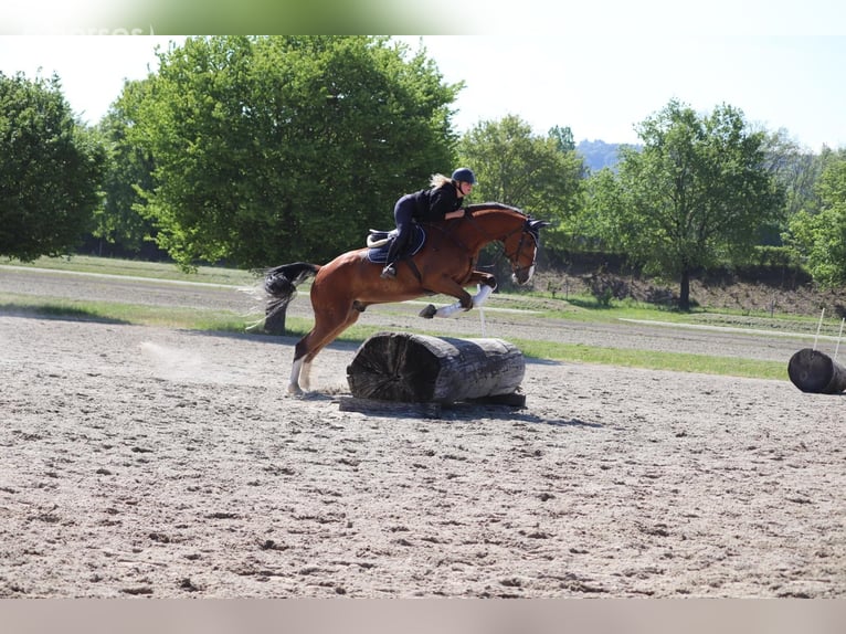 BWP (cheval de sang belge) Hongre 6 Ans 176 cm  in Zürich