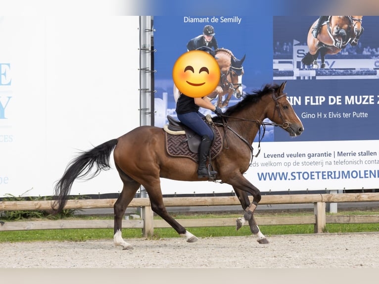 BWP (cheval de sang belge) Hongre 7 Ans 164 cm Bai in Wommelgem