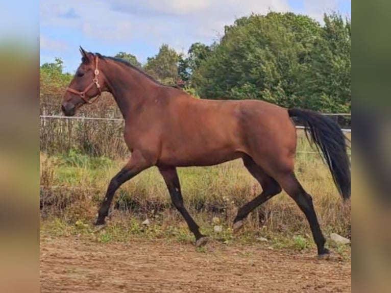 BWP (cheval de sang belge) Croisé Hongre 7 Ans 165 cm Bai in Leipzig