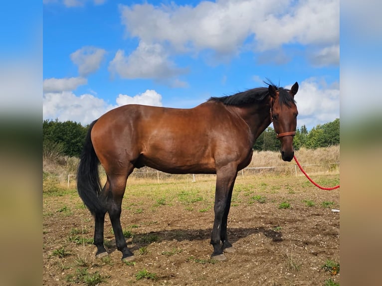 BWP (cheval de sang belge) Croisé Hongre 7 Ans 165 cm Bai in Leipzig