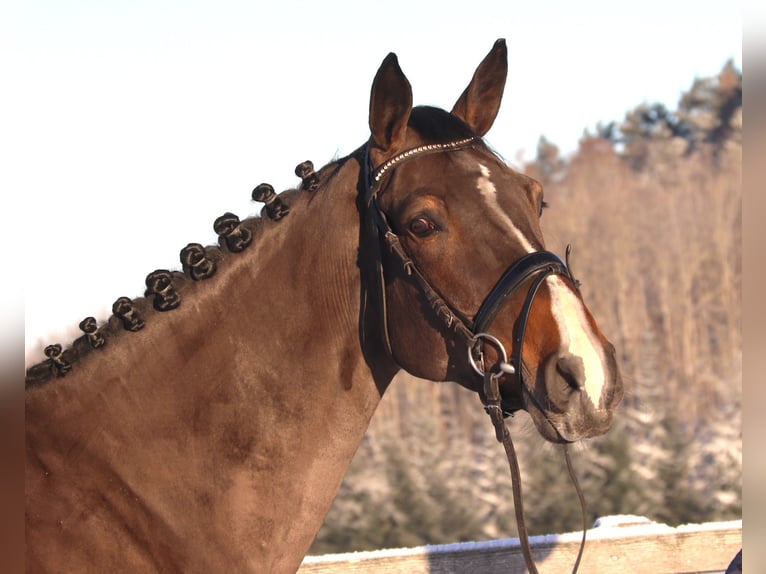 BWP (cheval de sang belge) Hongre 7 Ans 168 cm Bai brun foncé in Bad Dürrheim