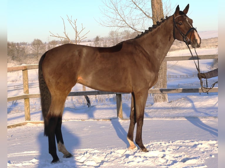 BWP (cheval de sang belge) Hongre 7 Ans 168 cm Bai brun foncé in Bad Dürrheim