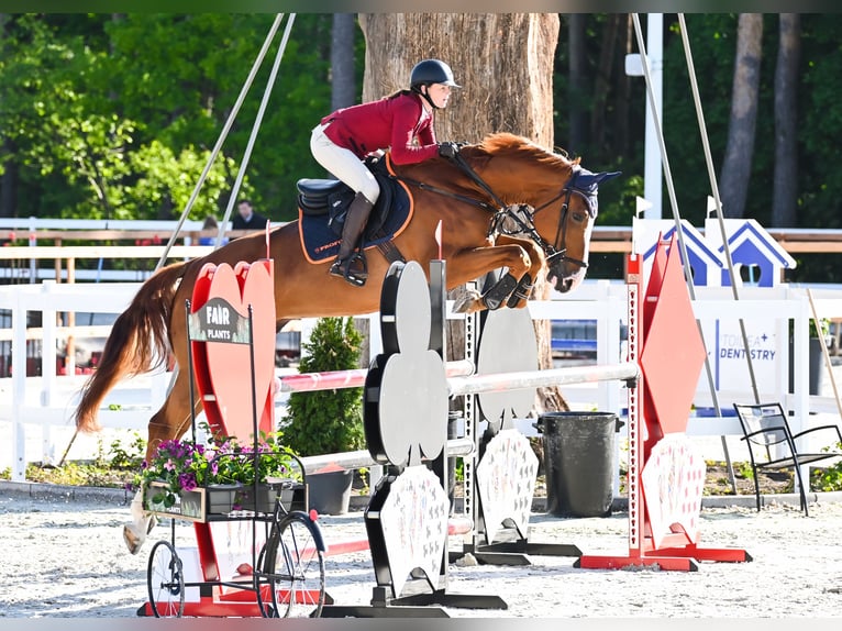 BWP (cheval de sang belge) Hongre 7 Ans 172 cm Alezan in Piła