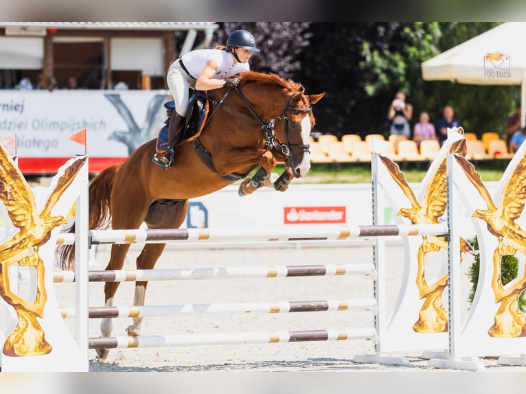BWP (cheval de sang belge) Hongre 7 Ans 172 cm Alezan in Piła