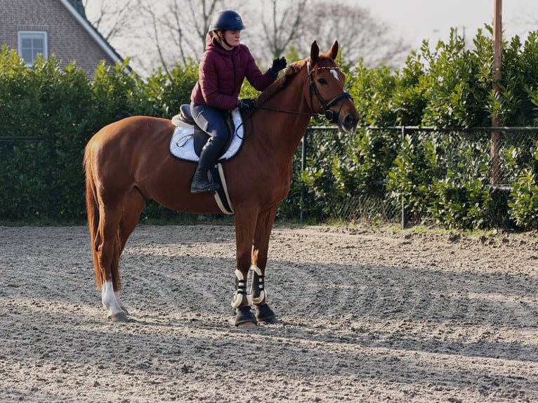 BWP (cheval de sang belge) Hongre 7 Ans 172 cm Alezan in Someren