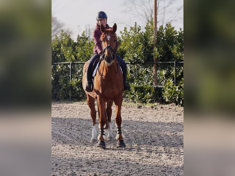BWP (cheval de sang belge) Hongre 7 Ans 172 cm Alezan in Someren