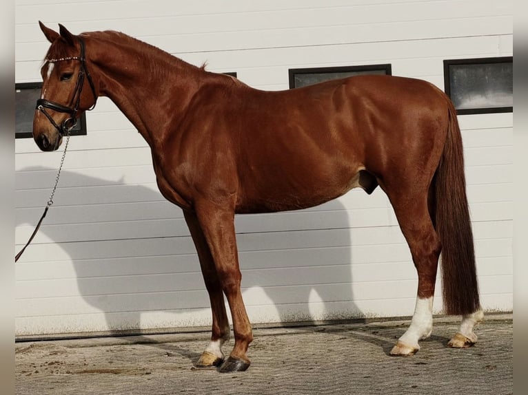BWP (cheval de sang belge) Hongre 7 Ans 172 cm Alezan in Someren