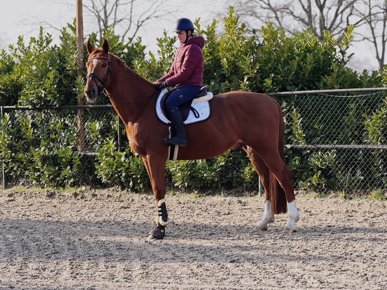 BWP (cheval de sang belge) Hongre 7 Ans 172 cm Alezan in Someren