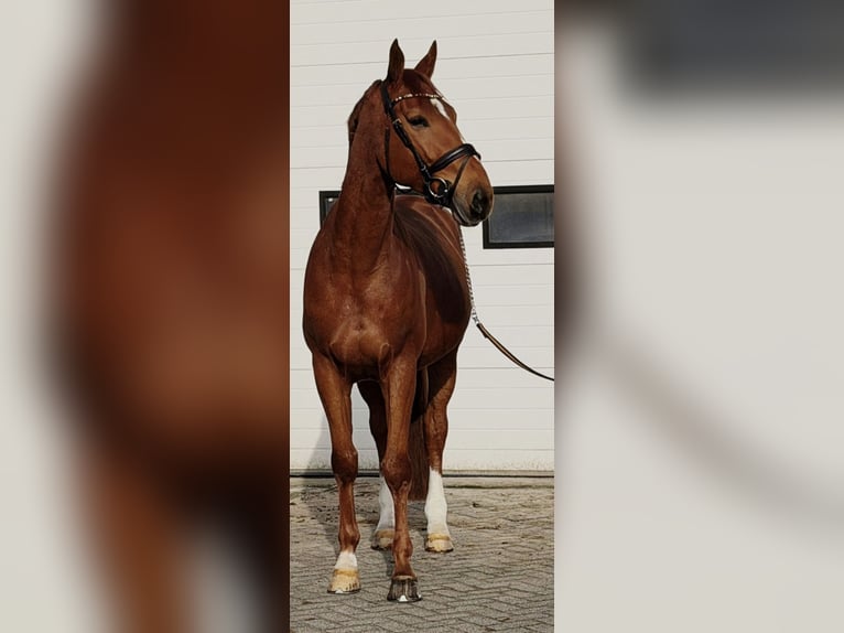 BWP (cheval de sang belge) Hongre 7 Ans 172 cm Alezan in Someren