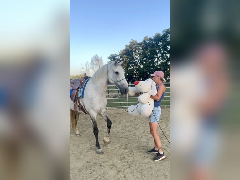 BWP (cheval de sang belge) Hongre 7 Ans 172 cm Gris in &#x27;s-Gravenhage