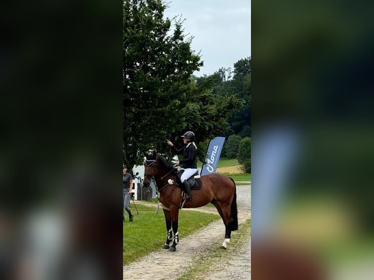 BWP (cheval de sang belge) Hongre 7 Ans 180 cm Bai in Wierden