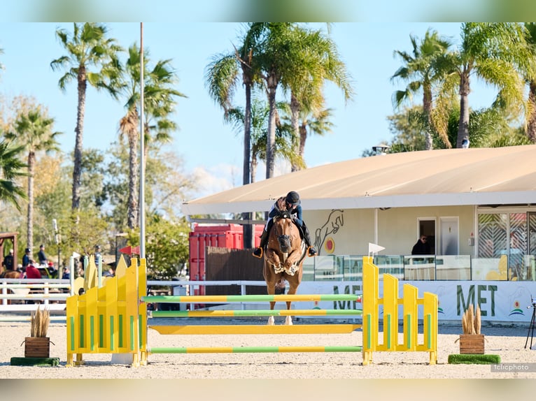 BWP (cheval de sang belge) Hongre 7 Ans Alezan in Schlatt